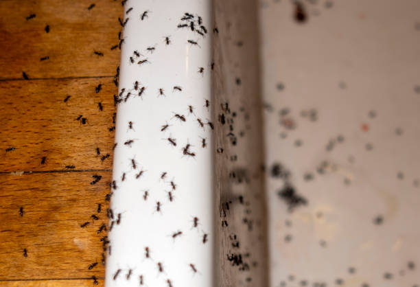 Best Termite Control Services  in Wilton Manors, FL