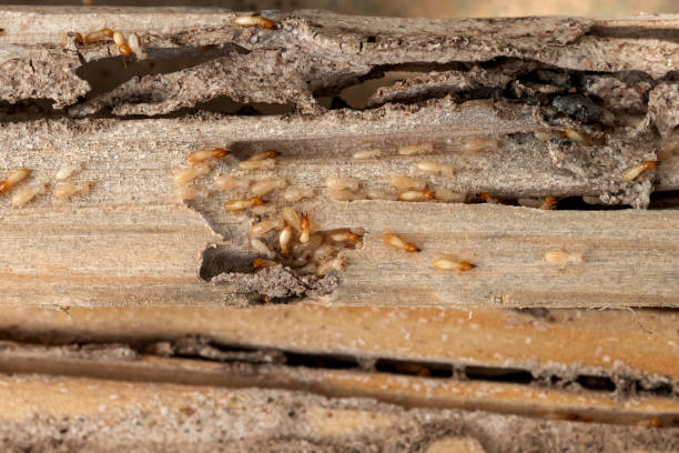 Best Pest Prevention Services  in Wilton Manors, FL